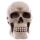 Life Size Realistic Skull Money Box