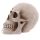 Life Size Realistic Skull Money Box