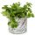 Pick of the Bunch Lavender Ceramic Indoor Plant Pot Small